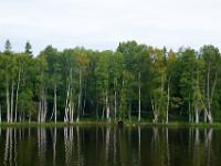 Helle Birken spiegeln sich im ruhigen Fluß Swir